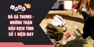 Đá Gà Thomo - Những Trận Đấu Kịch Tính Số 1 Hiện Nay