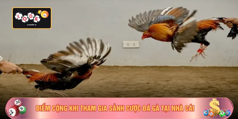 Điểm cộng khi tham gia sảnh cược đá gà tại nhà cái
