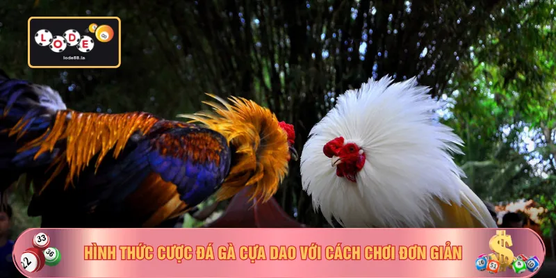Hình thức cược đá gà cựa dao với cách chơi đơn giản