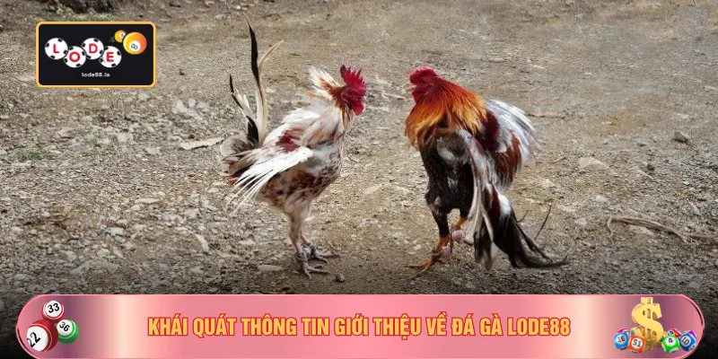 Khái quát thông tin giới thiệu về đá gà LODE88