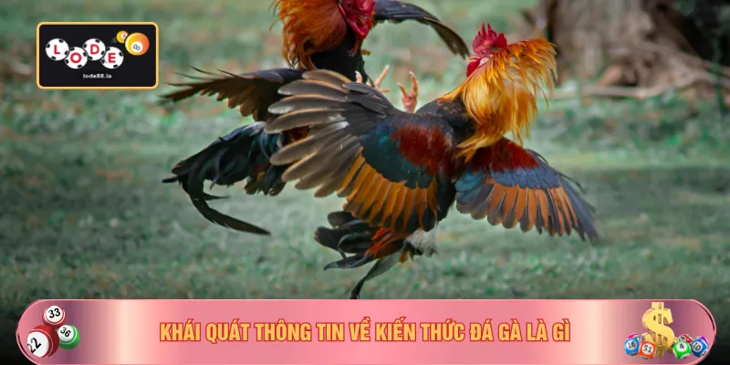 Khái quát thông tin về kiến thức đá gà là gì