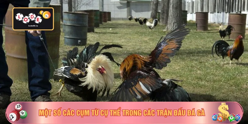 Một số các cụm từ cụ thể trong các trận đấu đá gà