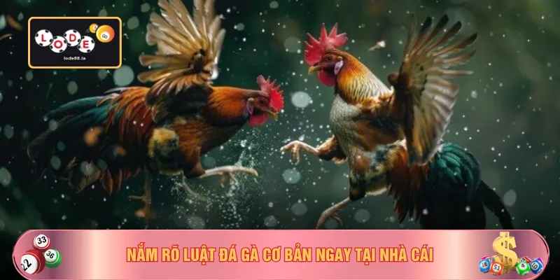 Nắm rõ luật đá gà cơ bản ngay tại nhà cái