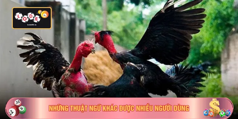 Những thuật ngữ khác được nhiều người dùng