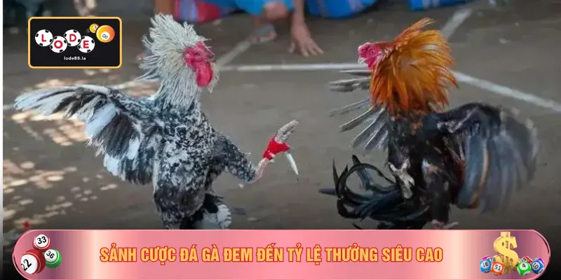 Sảnh cược đá gà đem đến tỷ lệ thưởng siêu cao