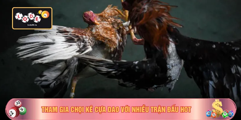 Tham gia chọi kê cựa dao với nhiều trận đấu hot