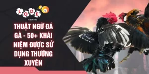 Thuật Ngữ Đá Gà - 50+ Khái Niệm Được Sử Dụng Thường Xuyên