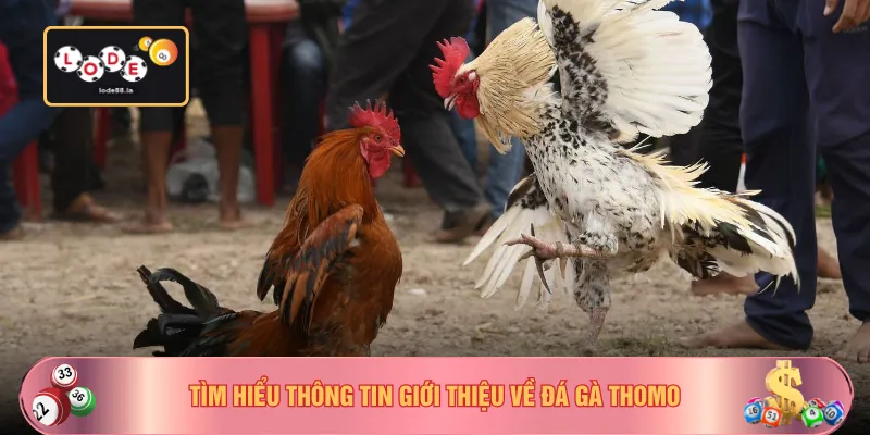 Tìm hiểu thông tin giới thiệu về đá gà Thomo