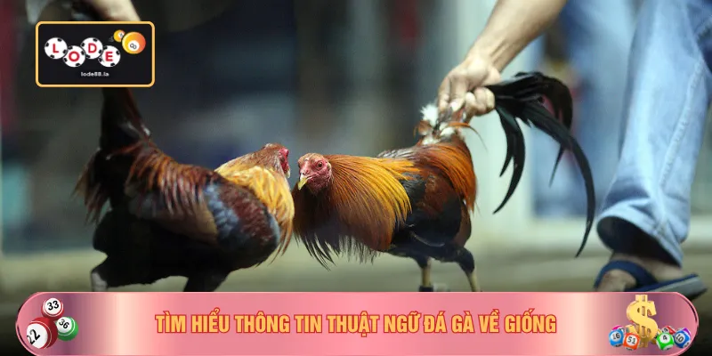Tìm hiểu thông tin thuật ngữ đá gà về giống
